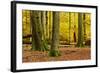 Nearly Natural Mixed Deciduous Forest with Old Oaks and Beeches in Autumn, Spessart Nature Park-Andreas Vitting-Framed Photographic Print