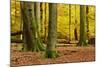 Nearly Natural Mixed Deciduous Forest with Old Oaks and Beeches in Autumn, Spessart Nature Park-Andreas Vitting-Mounted Photographic Print
