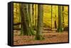 Nearly Natural Mixed Deciduous Forest with Old Oaks and Beeches in Autumn, Spessart Nature Park-Andreas Vitting-Framed Stretched Canvas