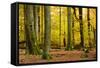 Nearly Natural Mixed Deciduous Forest with Old Oaks and Beeches in Autumn, Spessart Nature Park-Andreas Vitting-Framed Stretched Canvas