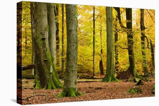 Nearly Natural Mixed Deciduous Forest with Old Oaks and Beeches in Autumn, Spessart Nature Park-Andreas Vitting-Stretched Canvas