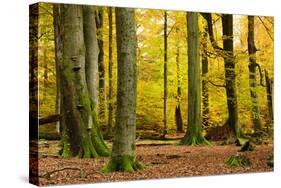 Nearly Natural Mixed Deciduous Forest with Old Oaks and Beeches in Autumn, Spessart Nature Park-Andreas Vitting-Stretched Canvas