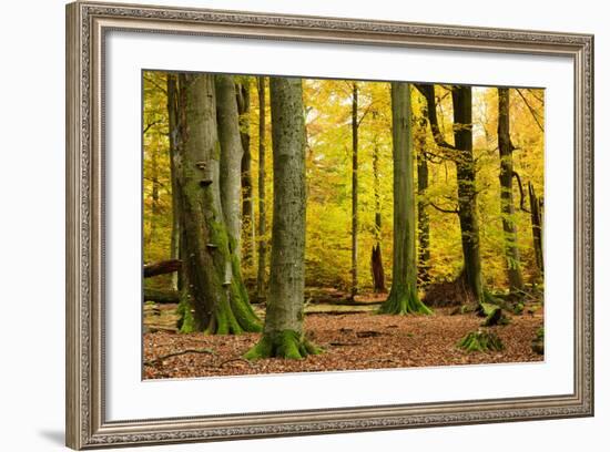 Nearly Natural Mixed Deciduous Forest with Old Oaks and Beeches in Autumn, Spessart Nature Park-Andreas Vitting-Framed Photographic Print