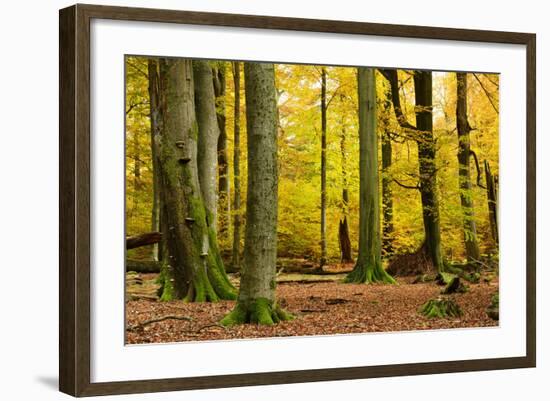 Nearly Natural Mixed Deciduous Forest with Old Oaks and Beeches in Autumn, Spessart Nature Park-Andreas Vitting-Framed Photographic Print