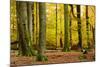 Nearly Natural Mixed Deciduous Forest with Old Oaks and Beeches in Autumn, Spessart Nature Park-Andreas Vitting-Mounted Photographic Print