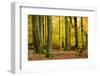 Nearly Natural Mixed Deciduous Forest with Old Oaks and Beeches in Autumn, Spessart Nature Park-Andreas Vitting-Framed Photographic Print