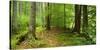 Nearly Natural Spruce Forest, Ammergau Alps, Saulgrub, Bavaria, Germany-Andreas Vitting-Stretched Canvas