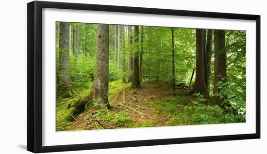 Nearly Natural Spruce Forest, Ammergau Alps, Saulgrub, Bavaria, Germany-Andreas Vitting-Framed Photographic Print