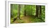Nearly Natural Spruce Forest, Ammergau Alps, Saulgrub, Bavaria, Germany-Andreas Vitting-Framed Photographic Print