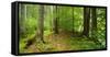 Nearly Natural Spruce Forest, Ammergau Alps, Saulgrub, Bavaria, Germany-Andreas Vitting-Framed Stretched Canvas