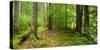 Nearly Natural Spruce Forest, Ammergau Alps, Saulgrub, Bavaria, Germany-Andreas Vitting-Stretched Canvas