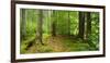 Nearly Natural Spruce Forest, Ammergau Alps, Saulgrub, Bavaria, Germany-Andreas Vitting-Framed Photographic Print