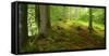 Nearly Natural Spruce Forest, Ammergau Alps, Saulgrub, Bavaria, Germany-Andreas Vitting-Framed Stretched Canvas