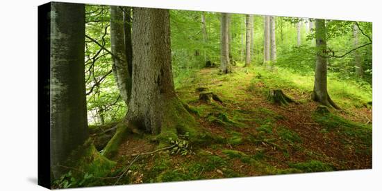 Nearly Natural Spruce Forest, Ammergau Alps, Saulgrub, Bavaria, Germany-Andreas Vitting-Stretched Canvas
