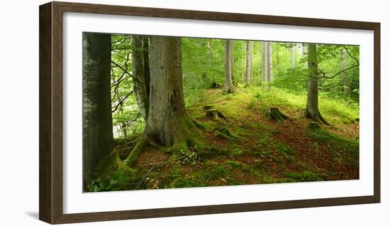 Nearly Natural Spruce Forest, Ammergau Alps, Saulgrub, Bavaria, Germany-Andreas Vitting-Framed Photographic Print