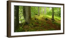 Nearly Natural Spruce Forest, Ammergau Alps, Saulgrub, Bavaria, Germany-Andreas Vitting-Framed Photographic Print