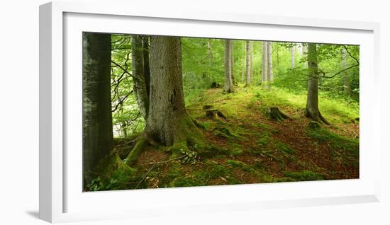 Nearly Natural Spruce Forest, Ammergau Alps, Saulgrub, Bavaria, Germany-Andreas Vitting-Framed Photographic Print