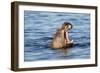 Nearly Submerged Hippotomus in Blue Water Yawns, Ngorongoro, Tanzania-James Heupel-Framed Photographic Print