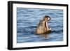 Nearly Submerged Hippotomus in Blue Water Yawns, Ngorongoro, Tanzania-James Heupel-Framed Photographic Print