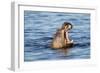 Nearly Submerged Hippotomus in Blue Water Yawns, Ngorongoro, Tanzania-James Heupel-Framed Photographic Print