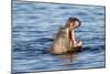 Nearly Submerged Hippotomus in Blue Water Yawns, Ngorongoro, Tanzania-James Heupel-Mounted Photographic Print