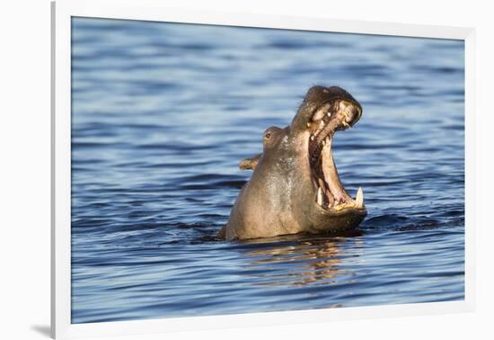 Nearly Submerged Hippotomus in Blue Water Yawns, Ngorongoro, Tanzania-James Heupel-Framed Photographic Print