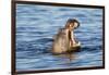 Nearly Submerged Hippotomus in Blue Water Yawns, Ngorongoro, Tanzania-James Heupel-Framed Photographic Print