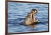 Nearly Submerged Hippotomus in Blue Water Yawns, Ngorongoro, Tanzania-James Heupel-Framed Photographic Print