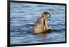 Nearly Submerged Hippotomus in Blue Water Yawns, Ngorongoro, Tanzania-James Heupel-Framed Photographic Print