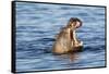 Nearly Submerged Hippotomus in Blue Water Yawns, Ngorongoro, Tanzania-James Heupel-Framed Stretched Canvas