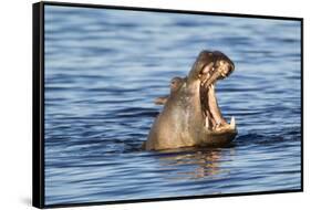 Nearly Submerged Hippotomus in Blue Water Yawns, Ngorongoro, Tanzania-James Heupel-Framed Stretched Canvas