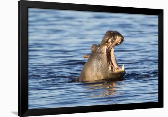 Nearly Submerged Hippotomus in Blue Water Yawns, Ngorongoro, Tanzania-James Heupel-Framed Photographic Print