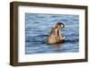 Nearly Submerged Hippotomus in Blue Water Yawns, Ngorongoro, Tanzania-James Heupel-Framed Photographic Print