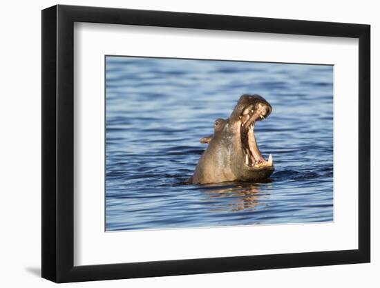 Nearly Submerged Hippotomus in Blue Water Yawns, Ngorongoro, Tanzania-James Heupel-Framed Photographic Print