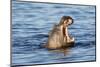 Nearly Submerged Hippotomus in Blue Water Yawns, Ngorongoro, Tanzania-James Heupel-Mounted Photographic Print