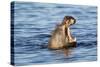 Nearly Submerged Hippotomus in Blue Water Yawns, Ngorongoro, Tanzania-James Heupel-Stretched Canvas