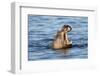 Nearly Submerged Hippotomus in Blue Water Yawns, Ngorongoro, Tanzania-James Heupel-Framed Premium Photographic Print