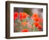 Nearness-Marco Carmassi-Framed Photographic Print