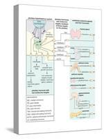 Nearsighted Eye (Myopia). Concave Lens, Ophthalmology, Health and Disease-Encyclopaedia Britannica-Stretched Canvas