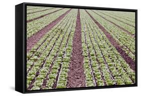 Neat Rows of Organic Lettuce on Farm, Soledad, California, USA-Jaynes Gallery-Framed Stretched Canvas