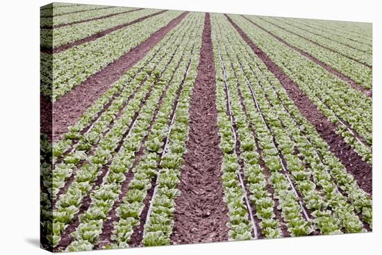 Neat Rows of Organic Lettuce on Farm, Soledad, California, USA-Jaynes Gallery-Stretched Canvas