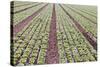 Neat Rows of Organic Lettuce on Farm, Soledad, California, USA-Jaynes Gallery-Stretched Canvas