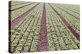 Neat Rows of Organic Lettuce on Farm, Soledad, California, USA-Jaynes Gallery-Stretched Canvas