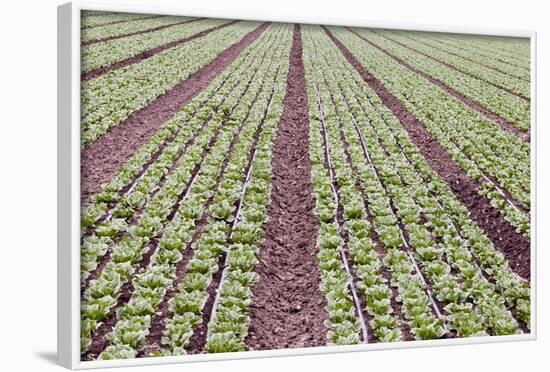 Neat Rows of Organic Lettuce on Farm, Soledad, California, USA-Jaynes Gallery-Framed Photographic Print