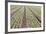 Neat Rows of Organic Lettuce on Farm, Soledad, California, USA-Jaynes Gallery-Framed Photographic Print