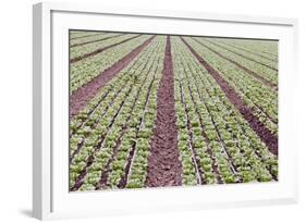 Neat Rows of Organic Lettuce on Farm, Soledad, California, USA-Jaynes Gallery-Framed Photographic Print