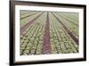 Neat Rows of Organic Lettuce on Farm, Soledad, California, USA-Jaynes Gallery-Framed Photographic Print