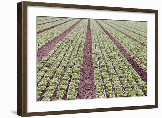 Neat Rows of Organic Lettuce on Farm, Soledad, California, USA-Jaynes Gallery-Framed Photographic Print