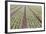 Neat Rows of Organic Lettuce on Farm, Soledad, California, USA-Jaynes Gallery-Framed Photographic Print