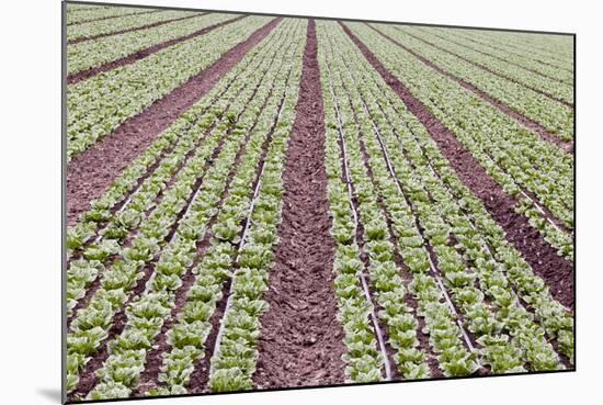 Neat Rows of Organic Lettuce on Farm, Soledad, California, USA-Jaynes Gallery-Mounted Photographic Print